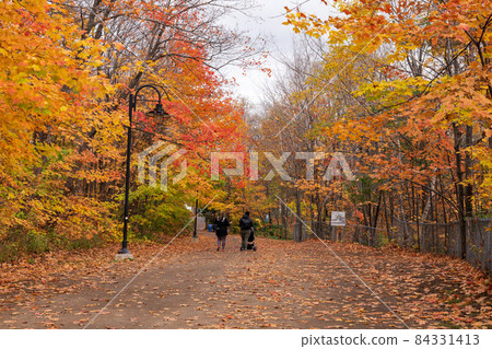 Quebec, Canada - October 20 2021 : Montmorency Falls walking trail in the fall season. 84331413