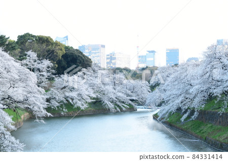 Chidorigafuchi的櫻花 Chidorigafuchi的櫻花 84331414
