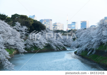 Cherry blossoms at Chidorigafuchi 84331416