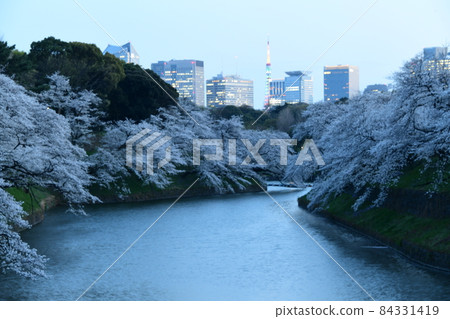 Cherry blossoms at Chidorigafuchi Cherry blossoms at Chidorigafuchi 84331419