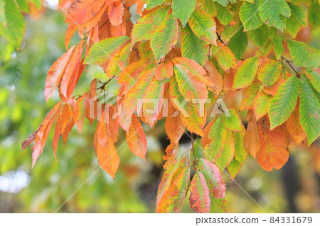 鋸齒櫟秋葉 鋸齒櫟秋葉 84331679