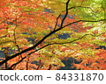 Autumn leaves of Korankei Gorge, Asuke-cho, Toyota City, Aichi Prefecture 84331870