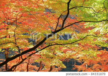 愛知縣豐田市足助町香嵐溪的紅葉 愛知縣豐田市足助町香嵐溪的紅葉 84331870