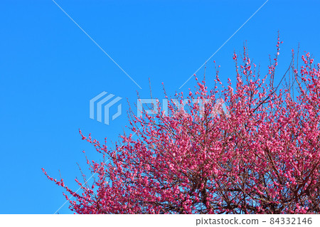 Red-bloom in full bloom Red-bloom in full bloom 84332146