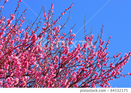 Red-bloom in full bloom Red-bloom in full bloom 84332175