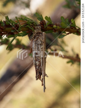 Bagworm hanging on a tree branch 84332184