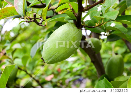 藍木瓜果 84332225