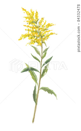 Seiitaka-awasaki唯一牛脂發泡草 84332478