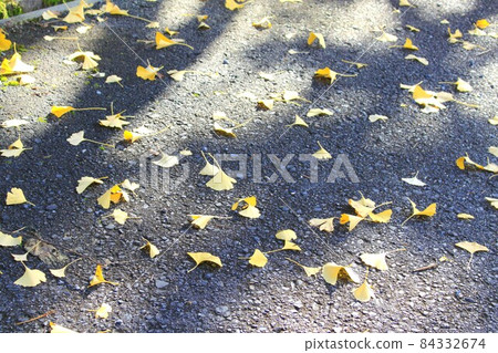 Ginkgo leaves that fell on the road 84332674