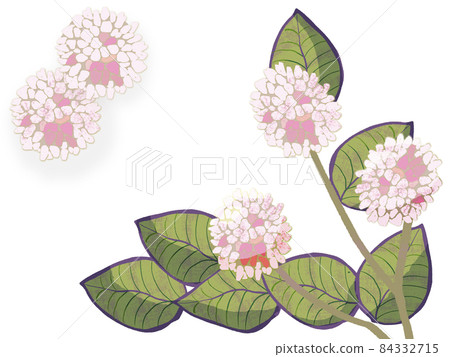 Wildflower pink knotweed Wildflower pink knotweed 84332715