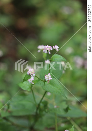 Mizosoba Mizosoba 84332742