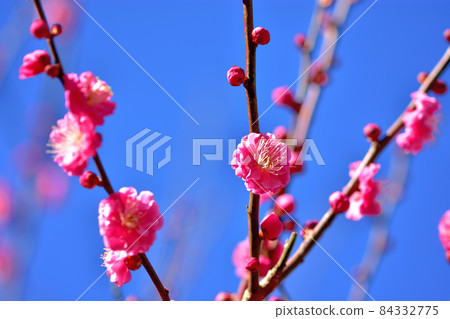 Red-bloom in full bloom Red-bloom in full bloom 84332775