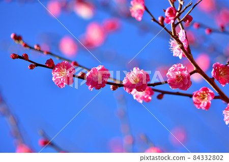 Red-bloom in full bloom 84332802