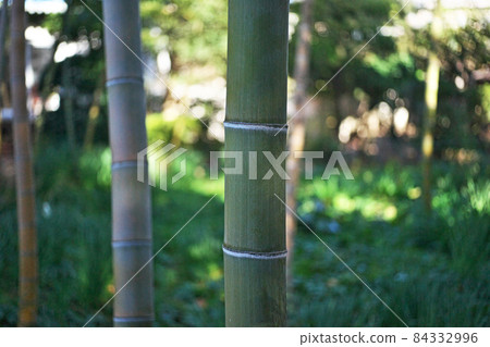 Moso bamboo section Moso bamboo section 84332996