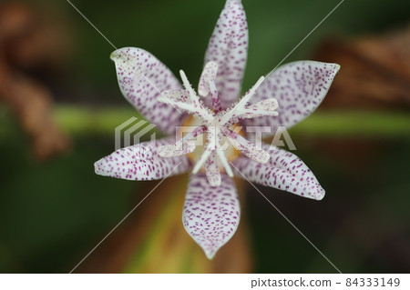 Hototogisu花 Hototogisu花 84333149