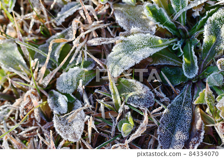 It seems to be cold with frost on the leaves of the morning grass in winter It seems to be cold with frost on the leaves of the morning grass in winter 84334070