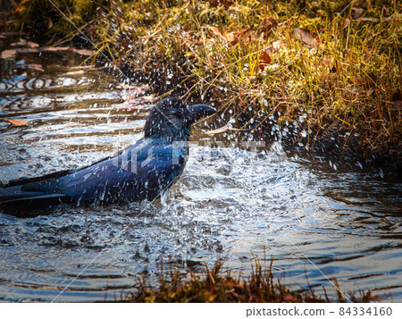 Gyozui of crows and crows bathing in water Gyozui of crows and crows bathing in water 84334160