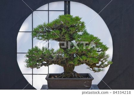 Congratulations on the image of pine bonsai 84334218