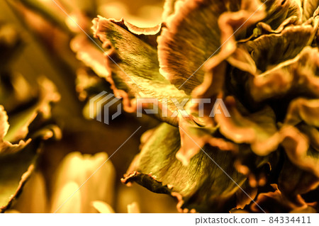 Retro art, vintage card and botanical concept - Abstract floral background, orange carnation flower. Macro flowers backdrop for holiday brand design 84334411