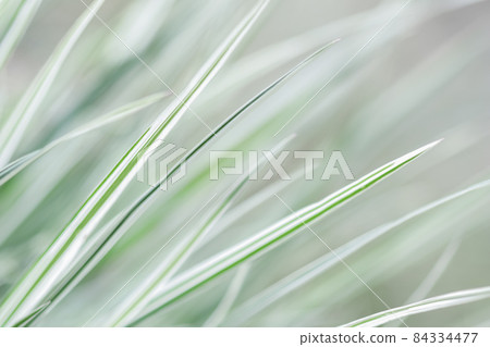 Decorative green and white striped grass. Arrhenatherum elatius bulbosum variegatum. Soft focus. Natural background. Decorative green and white striped grass. Arrhenatherum elatius bulbosum variegatum. Soft focus. Natural background. 84334477