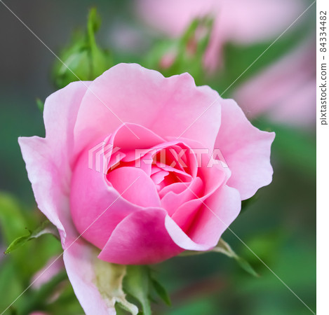 Soft pink rose Bonica with buds in the garden. Perfect for background of greeting cards for birthday, Valentine's Day and Mother's Day 84334482