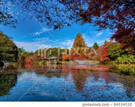 高岡古城公園紅葉 8 84334528