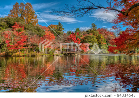 高岡古城公園紅葉 12 高岡古城公園紅葉 12 84334543