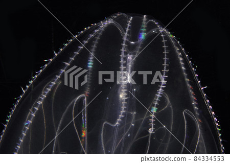 Kabuto jellyfish Kabuto jellyfish 84334553
