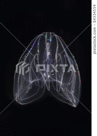 Kabuto jellyfish Kabuto jellyfish 84334554