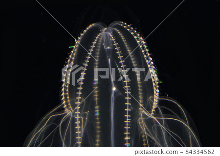 Kabuto jellyfish 84334562