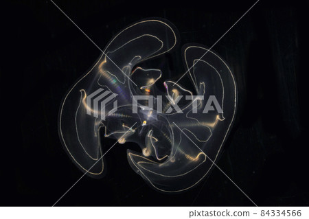 Kabuto水母 Kabuto水母 84334566