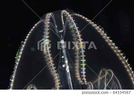 Kabuto水母 84334567