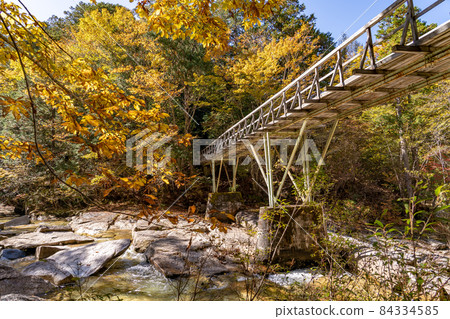 Agematsu Town, Nagano Prefecture A walking path over a mountain stream in the Akasawa Natural Recreation Forest surrounded by autumn leaves 84334585