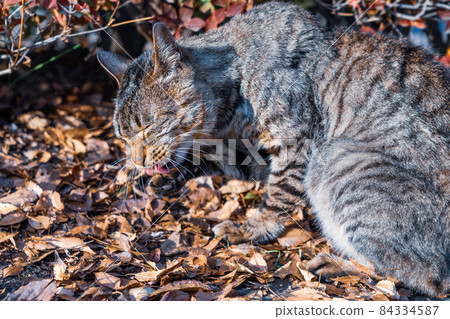 Stray cats that ate volunteer food 84334587