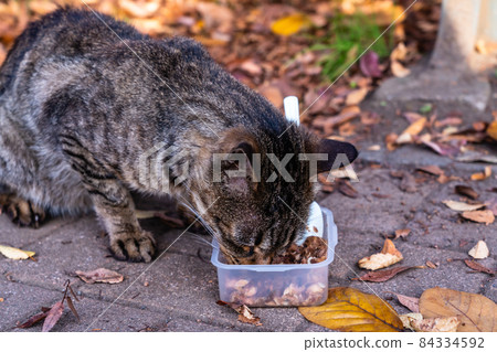 Stray cats eating volunteer food Stray cats eating volunteer food 84334592