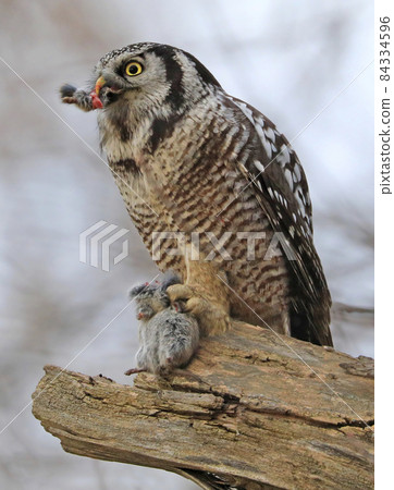 Northern Hawk Owl eating a mouse sitting on a branch tree into the forest, Quebec, Canada Northern Hawk Owl eating a mouse sitting on a branch tree into the forest, Quebec, Canada 84334596