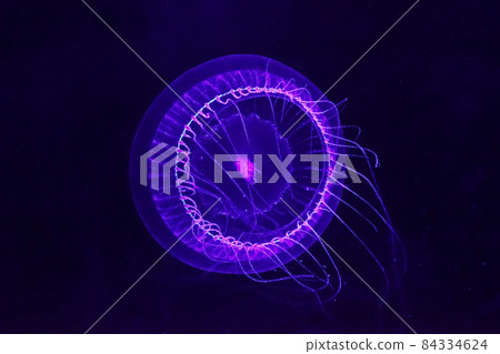 夜光歐文水母 84334624