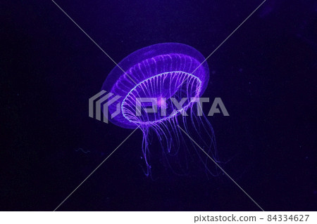 Luminous Owan jellyfish Luminous Owan jellyfish 84334627