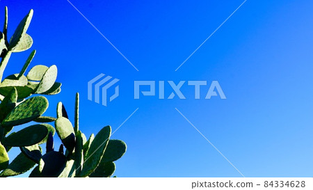 仙人掌在戶外生長的照片 84334628