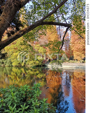 Color photo of autumnal trees by the autumn pond Color photo of autumnal trees by the autumn pond 84334873