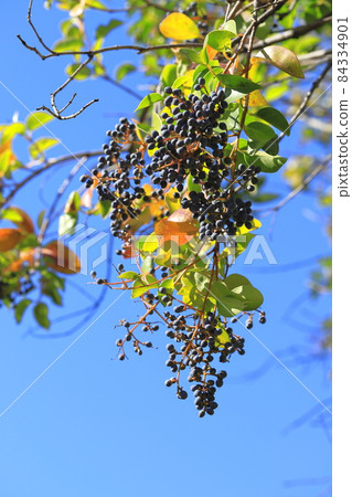 女貞果（有光澤的女貞） 84334901