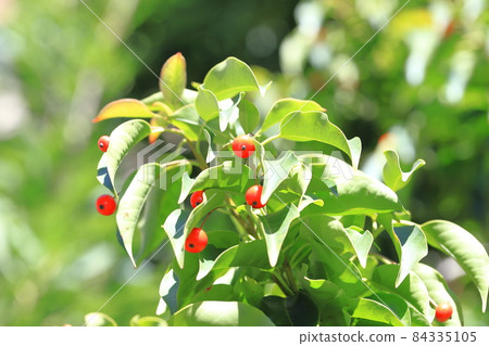 Red winter blue (longstalk holly) fruit Red winter blue (longstalk holly) fruit 84335105