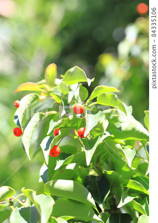 Red winter blue (longstalk holly) fruit Red winter blue (longstalk holly) fruit 84335106