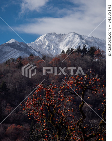 白川鄉和白山方向的山上的柿子樹（岐阜縣小野郡白川村） 84335141