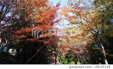 秋天的樹葉 秋天的樹葉 84335148