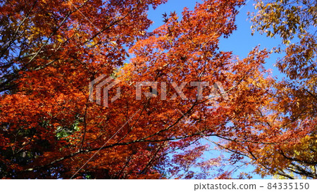 秋天的樹葉 秋天的樹葉 84335150