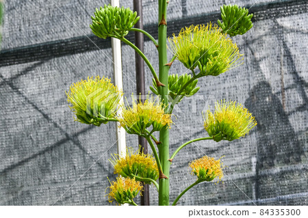 Flowering agave flowers 84335300