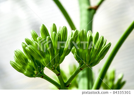 龍舌蘭芽 龍舌蘭芽 84335301
