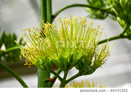 龍舌蘭花 龍舌蘭花 84335302