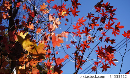 秋天的樹葉 84335512